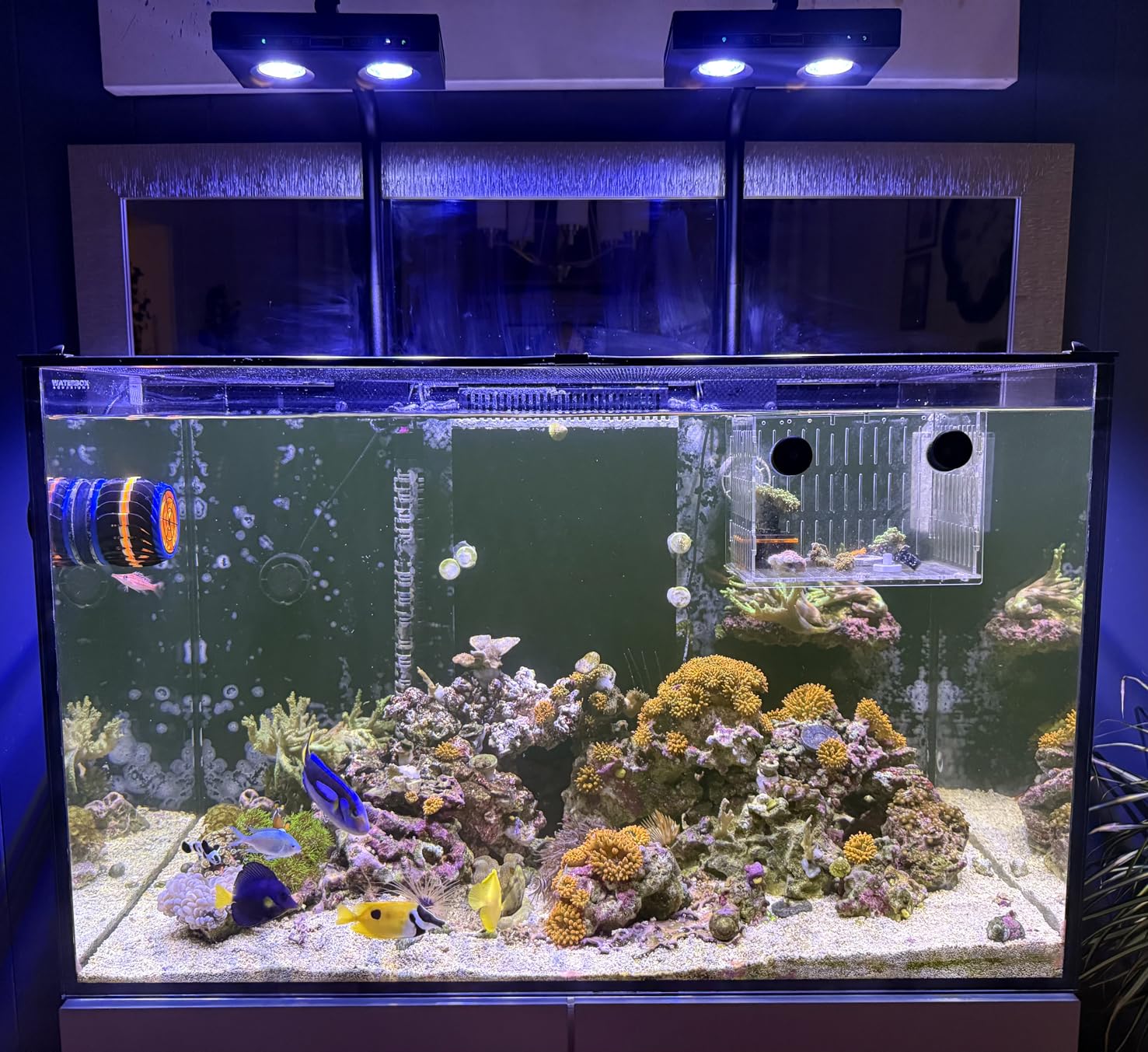 Aqua Marine Tank - 고출력 DIY 스펙트럼 90W G5 아쿠아