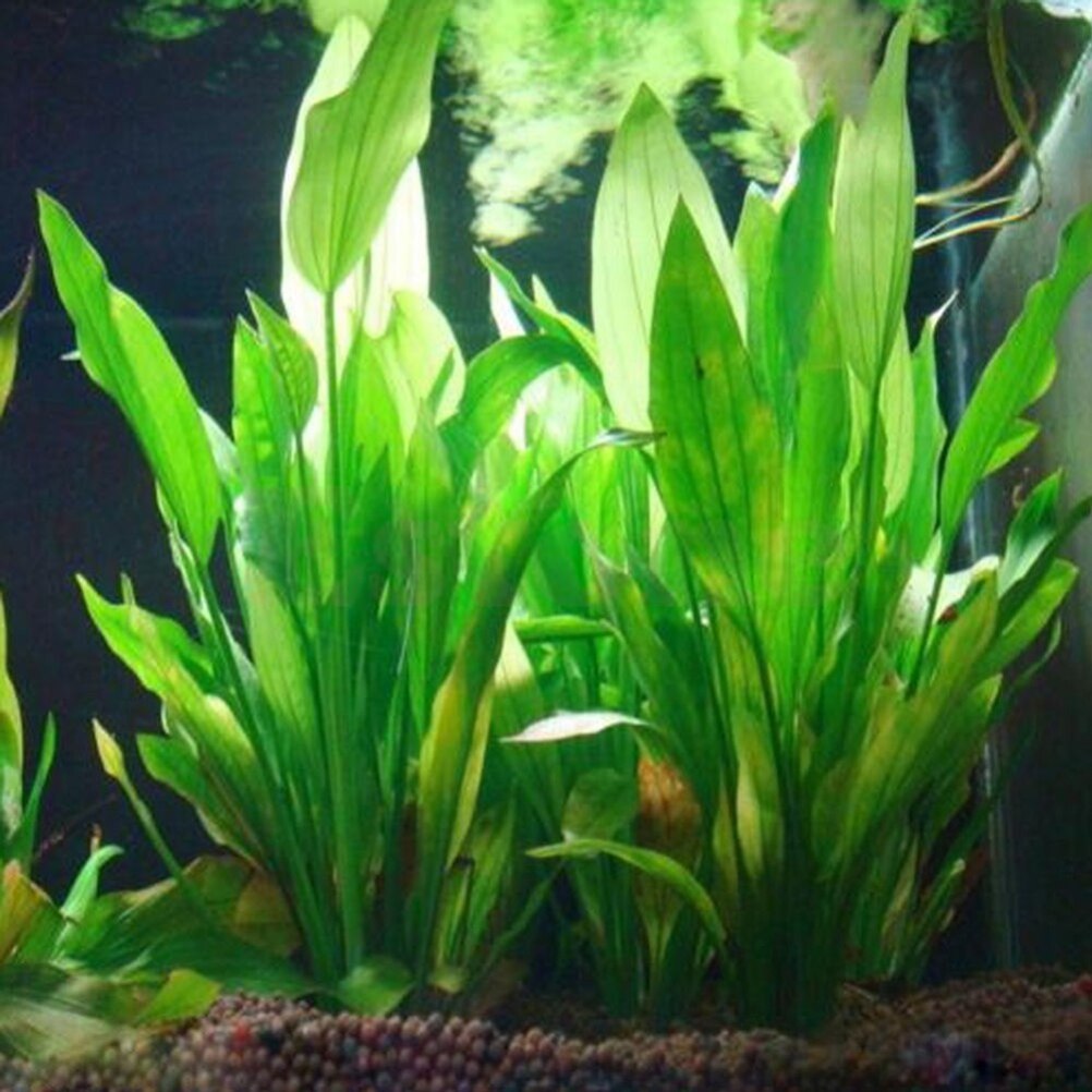Aquarium Innovative Marine - 인공 수족관 장식 식물, 물 잡초