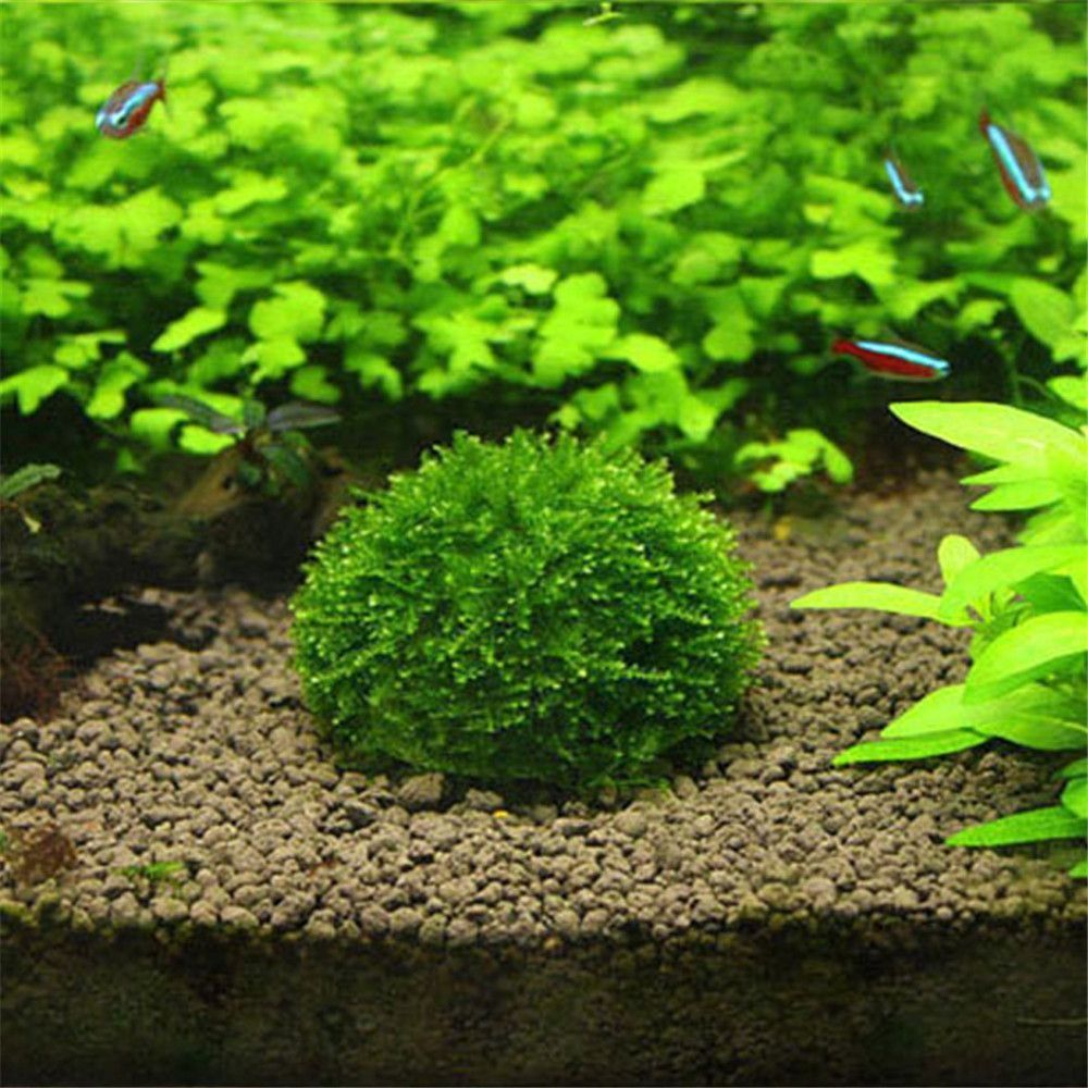 Marine Aquarium For Sale - 새로운 플라스틱 서스펜션 모스 돔 반원형