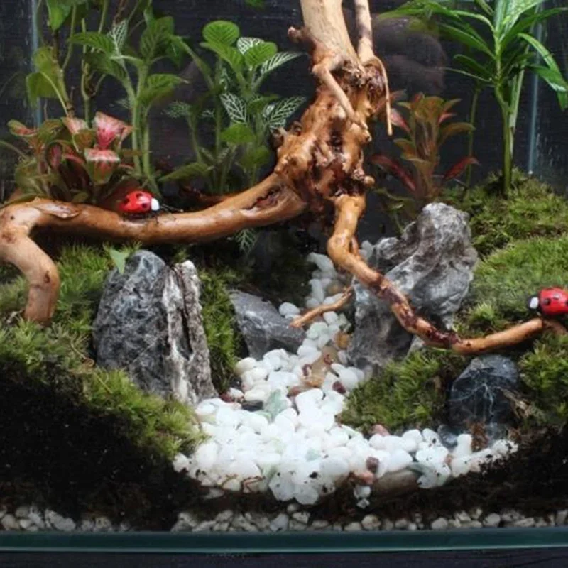 천연 나무 줄기 유목 수족관 어항, 파충류 실린더 뿌리 - Aquarium Innovative Marine 리뷰 및 가격