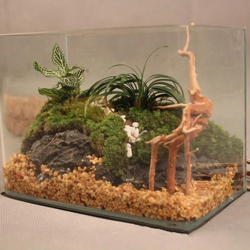 천연 나무 줄기 유목 수족관 어항, 파충류 실린더 뿌리 - Aquarium Innovative Marine 리뷰 및 가격