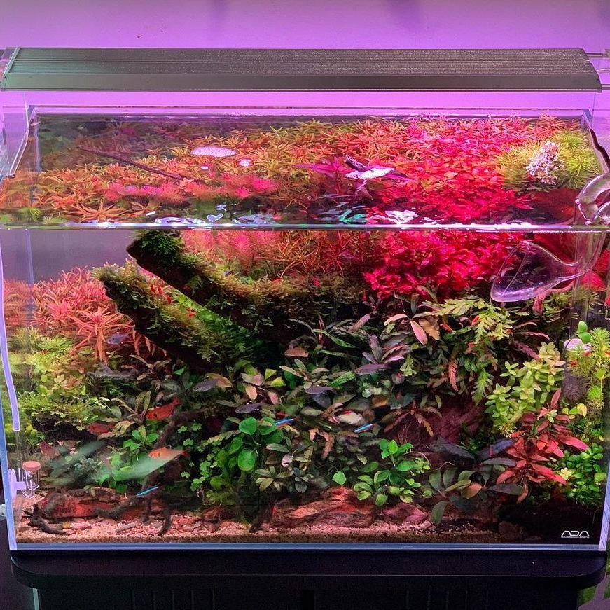 위크 아쿠아 수족관 해양 산호초 어항용 LED 생생한  - Aqua Marine Tank 리뷰 및 가격