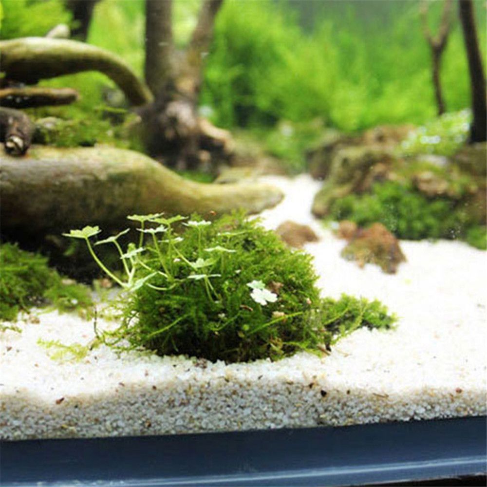 새로운 플라스틱 서스펜션 모스 돔 반원형 화이트 마리모 - Marine Aquarium For Sale 리뷰 및 가격